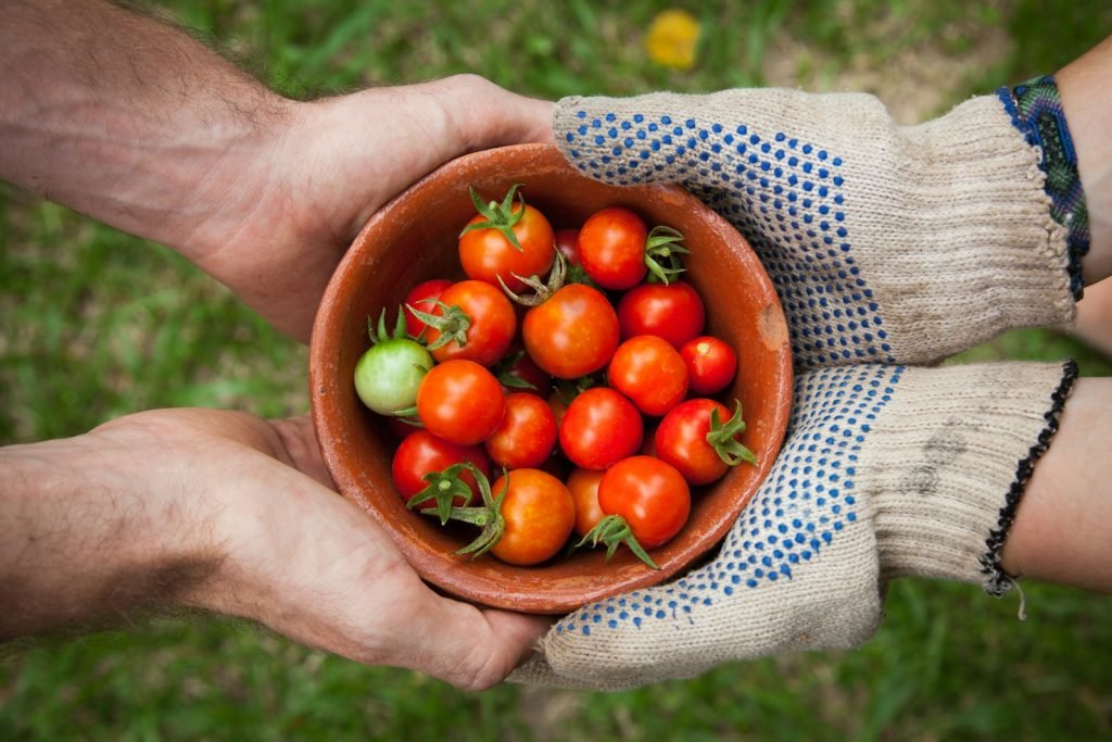 Contacto Agricultura Cervera Valencia - bowl of tomatoes served on person hand