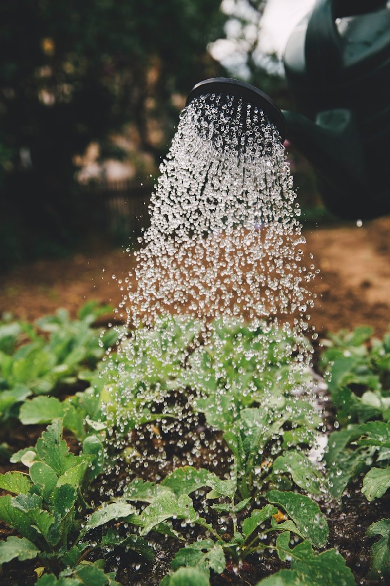 Agricultor Garcia Calle Mondeño person watering plant