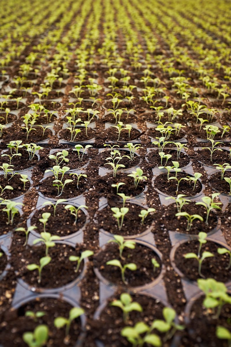 Agricultor Garcia Calle Mondeño green leafed plant field planted on brown soil